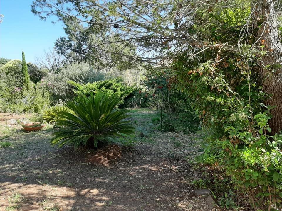 Mas Provencal Au Cannet Des Maures Le Cannet-des-Maures Exteriör bild
